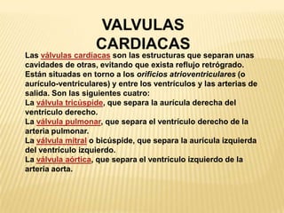 VALVULAS
CARDIACAS
Las válvulas cardíacas son las estructuras que separan unas
cavidades de otras, evitando que exista reflujo retrógrado.
Están situadas en torno a los orificios atrioventriculares (o
aurículo-ventriculares) y entre los ventrículos y las arterias de
salida. Son las siguientes cuatro:
La válvula tricúspide, que separa la aurícula derecha del
ventrículo derecho.
La válvula pulmonar, que separa el ventrículo derecho de la
arteria pulmonar.
La válvula mitral o bicúspide, que separa la aurícula izquierda
del ventrículo izquierdo.
La válvula aórtica, que separa el ventrículo izquierdo de la
arteria aorta.
 