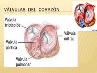 VÁLVULAS DEL CORAZÓN
 