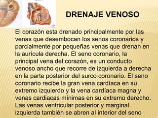 DRENAJE VENOSO
El corazón esta drenado principalmente por las
venas que desembocan los senos coronarios y
parcialmente por pequeñas venas que drenan en
la aurícula derecha. El seno coronario, la
principal vena del corazón, es un conducto
venoso ancho que recorre de izquierda a derecha
en la parte posterior del surco coronario. El seno
coronario recibe la gran vena cardíaca en su
extremo izquierdo y la vena cardíaca magna y
venas cardiacas mínimas en su extremo derecho.
Las venas ventricular posterior y marginal
izquierda también se abren al interior del seno
 