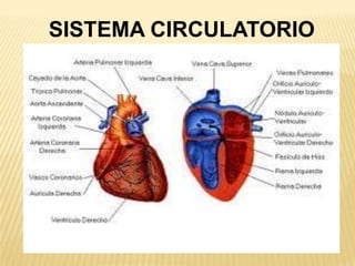 SISTEMA CIRCULATORIO
 