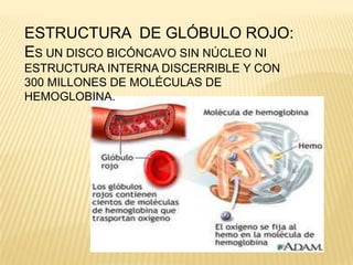 ESTRUCTURA DE GLÓBULO ROJO:
ES UN DISCO BICÓNCAVO SIN NÚCLEO NI
ESTRUCTURA INTERNA DISCERRIBLE Y CON
300 MILLONES DE MOLÉCULAS DE
HEMOGLOBINA.
 