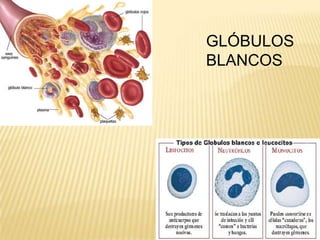 GLÓBULOS
BLANCOS
 