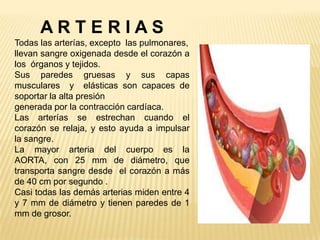 A R T E R I A S
Todas las arterías, excepto las pulmonares,
llevan sangre oxigenada desde el corazón a
los órganos y tejidos.
Sus paredes gruesas y sus capas
musculares y elásticas son capaces de
soportar la alta presión
generada por la contracción cardíaca.
Las arterías se estrechan cuando el
corazón se relaja, y esto ayuda a impulsar
la sangre.
La mayor arteria del cuerpo es la
AORTA, con 25 mm de diámetro, que
transporta sangre desde el corazón a más
de 40 cm por segundo .
Casi todas las demás arterias miden entre 4
y 7 mm de diámetro y tienen paredes de 1
mm de grosor.
 