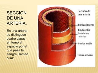 SECCIÓN
DE UNA
ARTERIA.
En una arteria
se distinguen
cuatro capas
en torno al
espacio por el
que pasa la
sangre, llamad
o luz.
 