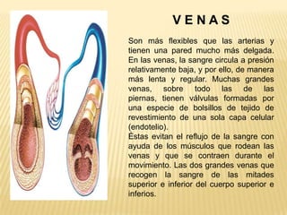 V E N A S
Son más flexibles que las arterias y
tienen una pared mucho más delgada.
En las venas, la sangre circula a presión
relativamente baja, y por ello, de manera
más lenta y regular. Muchas grandes
venas, sobre todo las de las
piernas, tienen válvulas formadas por
una especie de bolsillos de tejido de
revestimiento de una sola capa celular
(endotelio).
Éstas evitan el reflujo de la sangre con
ayuda de los músculos que rodean las
venas y que se contraen durante el
movimiento. Las dos grandes venas que
recogen la sangre de las mitades
superior e inferior del cuerpo superior e
inferios.
 