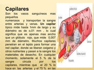 Capilares
Son los vasos sanguíneos mas
pequeños
numerosos y transportan la sangre
entre arterias y venas. Un capilar
típico mide hasta 1mm de largo y su
diámetro es de o,01 mm , lo cual
significa que es apenas mas ancho
que un glóbulo rojo, que mide 0,007
mm de diámetro. Muchos capilares
penetran en el tejido para formar una
red capilar, donde se liberan oxigeno y
otros nutrientes y pasan a la sangre los
materiales de desecho. En cualquier
momento, solamente el 5 % de la
sangre circula por los
capilares, mientras que el 20 % lo
hace en las arterias y el 75 % en las
 