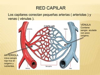 RED CAPILAR
Los capilares conectan pequeñas arterias ( arteriolas ) y
venas ( vénulas ).
ARTERIOLA
Lleva sangre
roja rica en
oxigeno y
nutrientes.
VENULA
Contiene
sangre azulada
con poco
oxígeno.
CAPILAR
 
