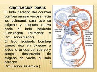 CIRCULACION DOBLE
El lado derecho del corazón
bombea sangre venosa hacia
los pulmones para que se
oxigene y después vuelva
hacia el lado izquierdo
(Circulación Pulmonar o
Circulación menor)
El lado izquierdo bombea
sangre rica en oxigeno a
todos lo tejidos del cuerpo y
sangre desprovista de
oxigeno de vuelta al lado
derecho (
Circulación Sistémica ).
 