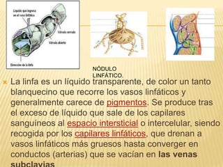  La linfa es un líquido transparente, de color un tanto
blanquecino que recorre los vasos linfáticos y
generalmente carece de pigmentos. Se produce tras
el exceso de líquido que sale de los capilares
sanguíneos al espacio intersticial o intercelular, siendo
recogida por los capilares linfáticos, que drenan a
vasos linfáticos más gruesos hasta converger en
conductos (arterias) que se vacían en las venas
NÓDULO
LINFÁTICO.
 