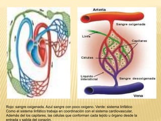 Rojo: sangre oxigenada. Azul sangre con poco oxigeno. Verde: sistema linfático
Como el sistema linfático trabaja en coordinación con el sistema cardiovascular,
Además del los capilares, las células que conforman cada tejido u órgano desde la
entrada y salida del corazón.
 