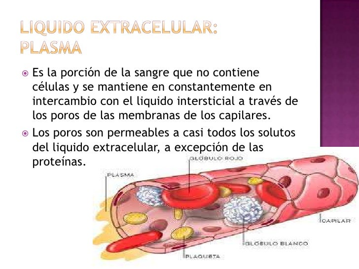 Exp.tejidoconectivo