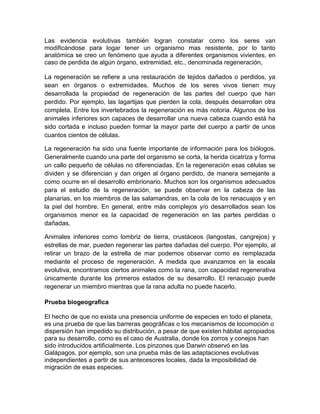 Las evidencia evolutivas también logran constatar como los seres van
modificándose para logar tener un organismo mas resistente, por lo tanto
anatómica se creo un fenómeno que ayuda a diferentes organismos vivientes, en
caso de perdida de algún órgano, extremidad, etc., denominada regeneración,

La regeneración se refiere a una restauración de tejidos dañados o perdidos, ya
sean en órganos o extremidades. Muchos de los seres vivos tienen muy
desarrollada la propiedad de regeneración de las partes del cuerpo que han
perdido. Por ejemplo, las lagartijas que pierden la cola, después desarrollan otra
completa. Entre los invertebrados la regeneración es más notoria. Algunos de los
animales inferiores son capaces de desarrollar una nueva cabeza cuando está ha
sido cortada e incluso pueden formar la mayor parte del cuerpo a partir de unos
cuantos cientos de células.

La regeneración ha sido una fuente importante de información para los biólogos.
Generalmente cuando una parte del organismo se corta, la herida cicatriza y forma
un callo pequeño de células no diferenciadas. En la regeneración esas células se
dividen y se diferencian y dan origen al órgano perdido, de manera semejante a
como ocurre en el desarrollo embrionario. Muchos son los organismos adecuados
para el estudio de la regeneración, se puede observar en la cabeza de las
planarias, en los miembros de las salamandras, en la cola de los renacuajos y en
la piel del hombre. En general, entre más complejos y/o desarrollados sean los
organismos menor es la capacidad de regeneración en las partes perdidas o
dañadas.

Animales inferiores como lombriz de tierra, crustáceos (langostas, cangrejos) y
estrellas de mar, pueden regenerar las partes dañadas del cuerpo. Por ejemplo, al
retirar un brazo de la estrella de mar podemos observar como es remplazada
mediante el proceso de regeneración. A medida que avanzamos en la escala
evolutiva, encontramos ciertos animales como la rana, con capacidad regenerativa
únicamente durante los primeros estados de su desarrollo. El renacuajo puede
regenerar un miembro mientras que la rana adulta no puede hacerlo.

Prueba biogeografica

El hecho de que no exista una presencia uniforme de especies en todo el planeta,
es una prueba de que las barreras geográficas o los mecanismos de locomoción o
dispersión han impedido su distribución, a pesar de que existen hábitat apropiados
para su desarrollo, como es el caso de Australia, donde los zorros y conejos han
sido introducidos artificialmente. Los pinzones que Darwin observó en las
Galápagos, por ejemplo, son una prueba más de las adaptaciones evolutivas
independientes a partir de sus antecesores locales, dada la imposibilidad de
migración de esas especies.
 