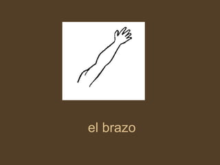 el brazo 