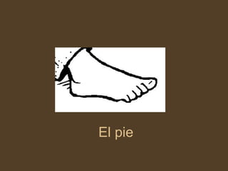 El pie 