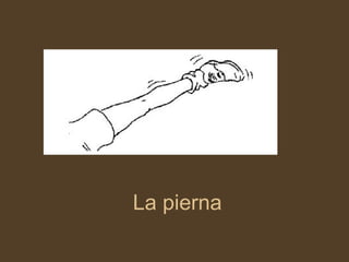 La pierna 