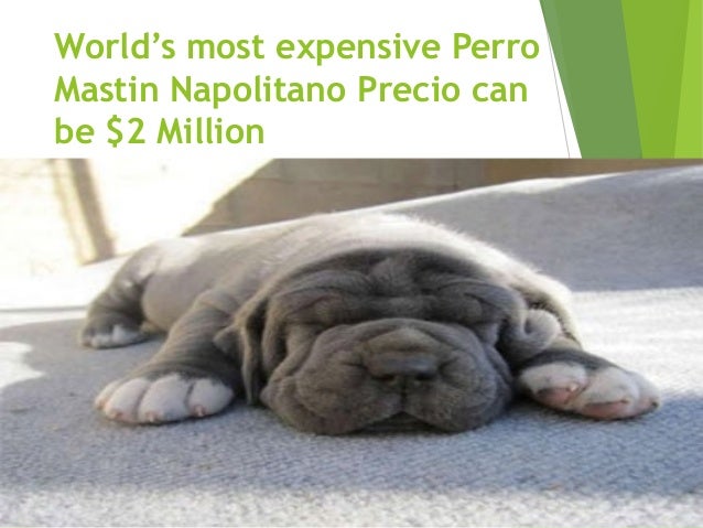 mastin napolitano puppy