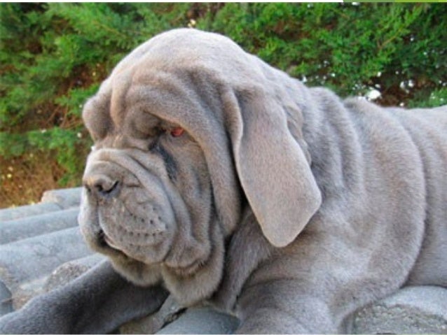 mastin napolitano puppy