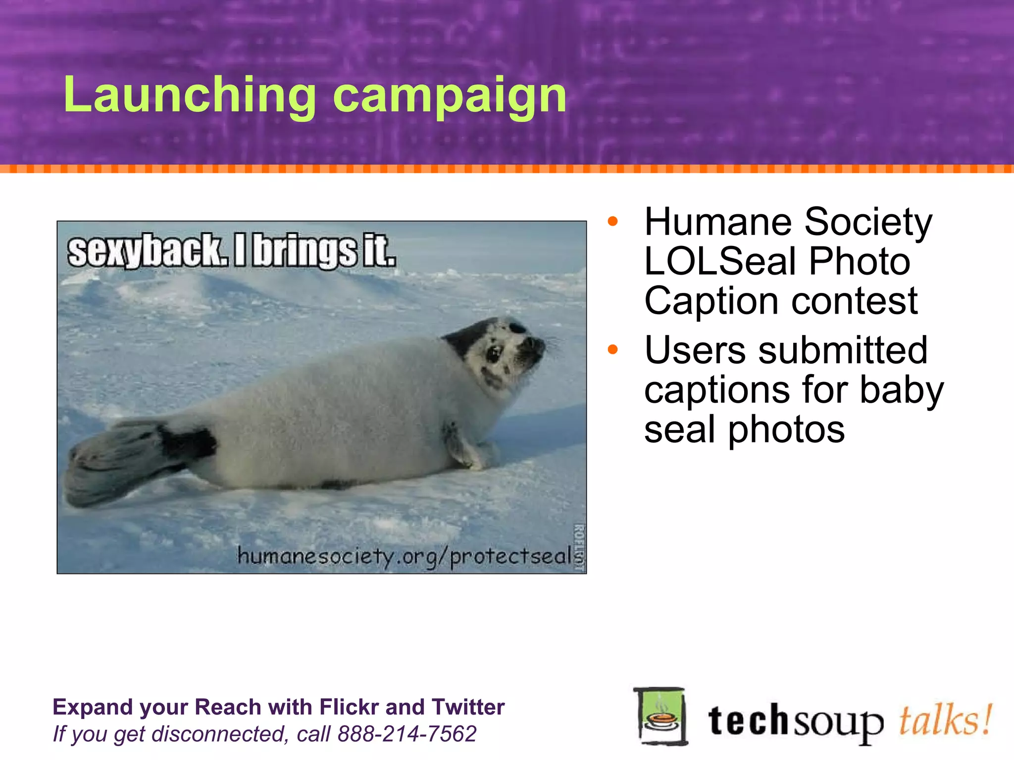 Launching campaign Humane Society LOLSeal Photo Caption contest Users submitted captions for baby seal photos 