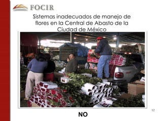 Sistemas inadecuados de manejo de flores en la Central de Abasto de la Ciudad de México NO 