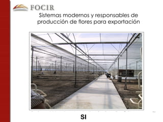 SI Sistemas modernos y responsables de producción de flores para exportación 