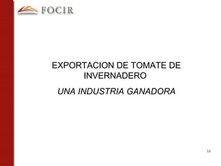EXPORTACION DE TOMATE DE INVERNADERO  UNA INDUSTRIA GANADORA 
