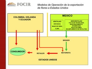 VENTAJAS DISTANCIA MANO DE OBRA CLIMA COLOMBIA, HOLANDA Y ECUADOR MEXICO Modelos de Operación de la exportación de flores a Estados Unidos MAYORISTA BROKER DESVENTAJAS FALTA DE TECNOLOGIA DESCONOCIMIENTO  DE MERCADO BAJO VOLUMEN INCUMPLIMIENTO DE ROYALTIES CONSUMIDOR RETAILER ESTADOS UNIDOS 