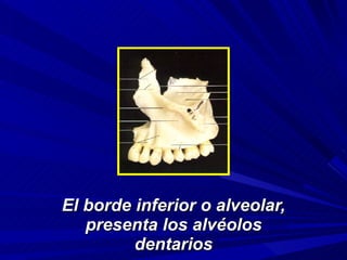 El borde inferior o alveolar, presenta los alvéolos dentarios 