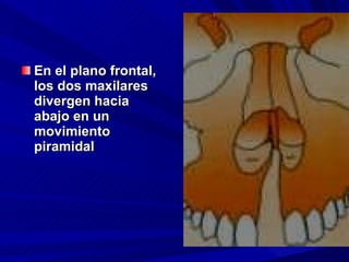 <ul><li>En el plano frontal, los dos maxilares divergen hacia abajo en un movimiento piramidal  </li></ul>