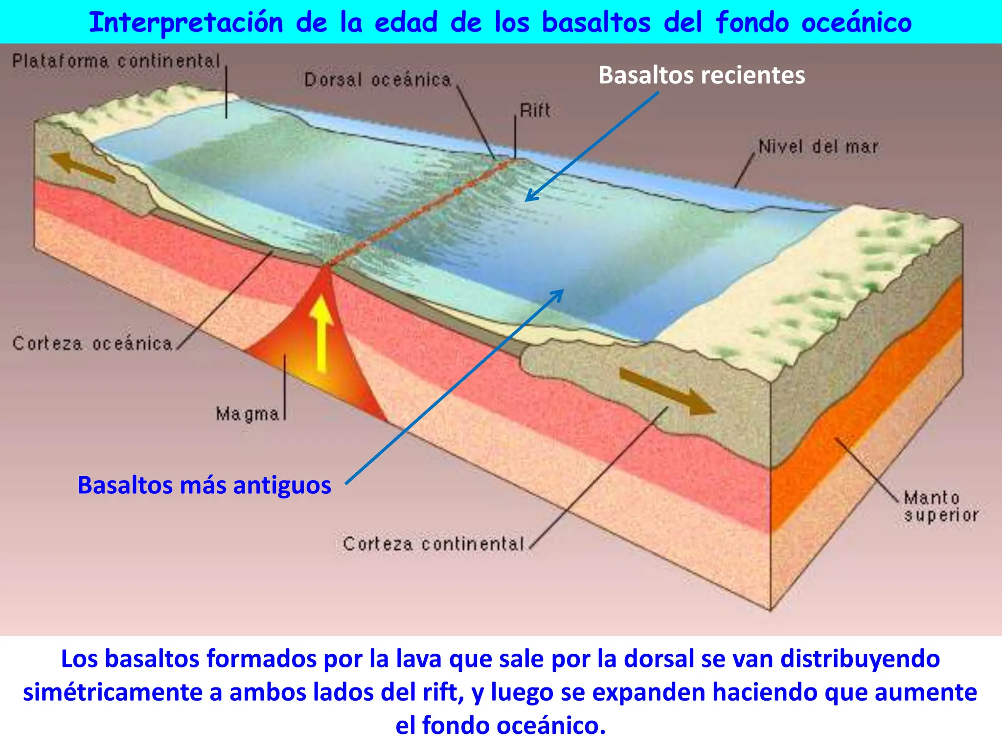 Interpretación de la edad de los basaltos del fondo oceánico
Basaltos recientes
Basaltos más antiguos
Los basaltos formados por la lava que sale por la dorsal se van distribuyendo
simétricamente a ambos lados del rift, y luego se expanden haciendo que aumente
el fondo oceánico.
 