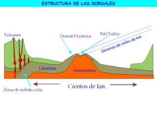 ESTRUCTURA DE LAS DORSALES
 