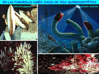 Calamares gigantes Gusanos tubícolas
EN LAS FUMAROLAS HABÍA OASIS DE VIDA QUIMIOSINTÉTICA
 