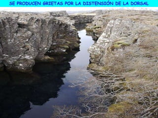 SE PRODUCEN GRIETAS POR LA DISTENSIÓN DE LA DORSAL
 