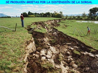 SE PRODUCEN GRIETAS POR LA DISTENSIÓN DE LA DORSAL
 