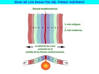 EDAD DE LOS BASALTOS DEL FONDO OCEÁNICO
1: más antiguas
…
5: más modernas
Dorsal medioceánica
La edad de las rocas
aumenta en el
sentido de las flechas simétricamente.
 