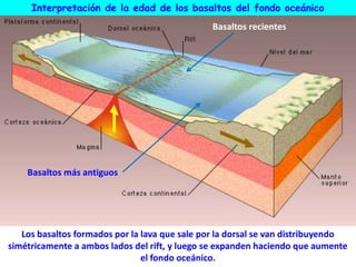 Interpretación de la edad de los basaltos del fondo oceánico
Basaltos recientes
Basaltos más antiguos
Los basaltos formados por la lava que sale por la dorsal se van distribuyendo
simétricamente a ambos lados del rift, y luego se expanden haciendo que aumente
el fondo oceánico.
 