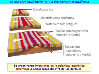 BANDEADO SIMÉTRICO DE LA POLARIDAD MAGNÉTICA
Se encontraron inversiones de la polaridad magnética
simétricas a ambos lados del rift de las dorsales.
 