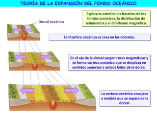 La litosfera oceánica se crea en las dorsales.
Dorsal oceánica
En el eje de la dorsal surgen rocas magmáticas y
se forma corteza oceánica que se desplaza en
sentidos opuestos a ambos lados de la dorsal.
La corteza oceánica envejece
a medida que se separa de la
dorsal.
TEORÍA DE LA EXPANSIÓN DEL FONDO OCEÁNICO
Explica la edad de los basaltos de los
fondos oceánicos, la distribución de
sedimentos y el bandeado magnético.
 
