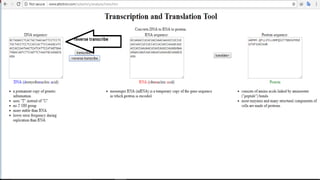 Expasy_introduction_transcription_translation.pptx