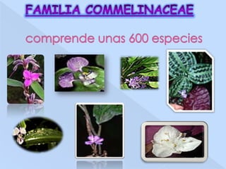 Familia Commelinaceaecomprende unas 600 especies 