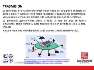 TRASMISIÓN
La enfermedad se transmite fácilmente por medio del aire, por el contacto de
pollo a pollo y cualquier otro medio mecánico (equipamiento contaminado,
vehículos o materiales del embalaje de los huevos, entre otros elementos).
La Bronquitis generalmente afecta a todo un lote de aves en forma
simultánea, completando su curso respiratorio en un período de 10 a 15 días.
(Ardila)
Hasta el momento no se ha demostrado que exista transmisión vertical.
https://www.google.com/search?q=desinfeccion+del+galpon&tbm=isch
&hl=es&hl=es&ved=2ahUKEwiv1Mv5uunoAhUTRDABHb0gCH4QBXo
ECAEQKA&biw=1349&bih=609#imgrc=xfNvY5aHqBKVBM
 