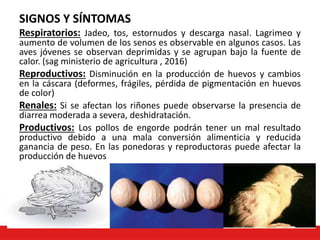 SIGNOS Y SÍNTOMAS
Respiratorios: Jadeo, tos, estornudos y descarga nasal. Lagrimeo y
aumento de volumen de los senos es observable en algunos casos. Las
aves jóvenes se observan deprimidas y se agrupan bajo la fuente de
calor. (sag ministerio de agricultura , 2016)
Reproductivos: Disminución en la producción de huevos y cambios
en la cáscara (deformes, frágiles, pérdida de pigmentación en huevos
de color)
Renales: Si se afectan los riñones puede observarse la presencia de
diarrea moderada a severa, deshidratación.
Productivos: Los pollos de engorde podrán tener un mal resultado
productivo debido a una mala conversión alimenticia y reducida
ganancia de peso. En las ponedoras y reproductoras puede afectar la
producción de huevos
 