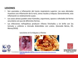 LESIONES
• Son asociadas a inflamación del tracto respiratorio superior. Las aves afectadas
muestran una inflamación de la nariz, senos nasales y tráquea. Generalmente, esta
inflamación es relativamente suave.
• Los sacos aéreos pueden estar húmedos, espumosos, opacos o afectados de forma
secundaria con pus de diferentes formas.
• Las infecciones nefropáticas producen riñones hinchados y sin brillo con los
túmulos y uréteres a menudo distendidos con uratos. (Acevedo Beiras, 03,
Marzo/2010)
https://es.slideshare.net/VanessaQuintero18/bronquitis-infecciosa-aviar-
65022772
Lecciones en la tráquea y riñones
 