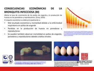 CONSECUENCIAS ECONÓMICAS DE LA
BRONQUITIS INFECCIOSA (BI)
Afecta la tasa de crecimiento de los pollos de engorda y la producción de
huevos en las ponedoras y reproductoras. (Corp, 2016)
El impacto económico se debe principalmente a:
• Mal resultado económico y mortalidad debido a la enfermedad
respiratoria en pollos de engorde
• Perdidas en la producción de huevos en ponedoras y
reproductoras
• Se pueden también observar mortalidad en pollos de engorde,
ponedoras y reproductoras debido a daños renales.
https://www.google.com/search?q=UNA+GRAFICA+DISMINUYENDO&tbm=isch&ved=2ahU
KEwiJn9Sp5ujoAhXHQTABHYw_C7wQ2cCegQIABAA&oq=UNA+GRAFICA+DISMINUYENDO&
gs_lcp=CgNpbWcQAzIECCMQJ1DUKVj0OGDROmgAcAB4AIABzgGIAcsFkgEFMC4zLjGYAQCgA
QGqAQtnd3Mtd2l6LWltZw&sclient=img&ei=2CKWXonTIseDwbkPjPs4As&bih=609&biw=13
66#imgrc=qzwHlOZ7v5X0RM
https://www.google.com/searchq=virus+bronquitis+infecciosa+pollos&sxsrf=ALeKk00eKwZ_2es7
a2KVZZfRu0UKNQzVrA:1586898372077&source=lnms&tbm=isch&sa=X&ved=2ahUKEwiqjYyO6ej
oAhVyleAKHWYdANsQ_AUoAXoECAsQAw&biw=1366&bih=609#imgrc=8sDCan3gJaZp7M
https://www.google.com/searchq=virus+bronquitis+infecciosa
+pollos&sxsrf=ALeKk00eKwZ_2es7a2KVZZfRu0UKNQzVrA:
1586898372077&source=lnms&tbm=isch&sa=X&ved=2ahU
KEwiqjYyO6ejoAhVyleAKHWYdANsQ_AUoAXoECAsQAw&
biw=1366&bih=609#imgrc=8sDCan3gJaZp7M
 