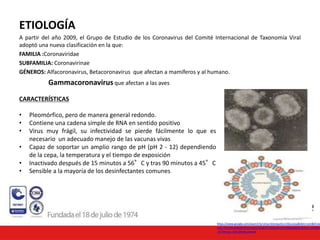 ETIOLOGÍA
A partir del año 2009, el Grupo de Estudio de los Coronavirus del Comité Internacional de Taxonomía Viral
adoptó una nueva clasificación en la que:
FAMILIA :Coronaviridae
SUBFAMILIA: Coronavirinae
GÉNEROS: Alfacoronavirus, Betacoronavirus que afectan a mamíferos y al humano.
Gammacoronavirus que afectan a las aves
CARACTERÍSTICAS
• Pleomórfico, pero de manera general redondo.
• Contiene una cadena simple de RNA en sentido positivo
• Virus muy frágil, su infectividad se pierde fácilmente lo que es
necesario un adecuado manejo de las vacunas vivas
• Capaz de soportar un amplio rango de pH (pH 2 - 12) dependiendo
de la cepa, la temperatura y el tiempo de exposición
• Inactivado después de 15 minutos a 56°C y tras 90 minutos a 45°C
• Sensible a la mayoría de los desinfectantes comunes
https://www.google.com/search?q=virus+bronquitis+infecciosa&tbm=isch&hl=es
ved=2ahUKEwi68aKf3OjoAhWqTDABHT7cBIEQrNwCKAB6BAgBEDU&biw=1349&bi
=657#imgrc=biCGB656ypeNyM
 