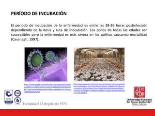PERÍODO DE INCUBACIÓN
El período de incubación de la enfermedad es entre las 18-36 horas postinfección
dependiendo de la dosis y ruta de inoculación. Los pollos de todas las edades son
susceptibles pero la enfermedad es más severa en los pollitos causando mortalidad
(Cavanagh, 1997).
https://www.google.com/search?q=virus+bronquitis+infecc
iosa&tbm=isch&hl=es&ved=2ahUKEwi68aKf3OjoAhWqTDA
BHT7cBIEQrNwCKAB6BAgBEDU&biw=1349&bih=657#imgrc
=QRkKDES5GjAUnM
https://www.google.com/search?q=virus+bronquitis+infecciosa+pollos&
sxsrf=ALeKk00eKwZ_2es7a2KVZZfRu0UKNQzVrA:1586898372077&source
=lnms&tbm=isch&sa=X&ved=2ahUKEwiqjYyO6ejoAhVyleAKHWYdANsQ_
AUoAXoECAsQAw&biw=1366&bih=609#imgrc=pv4gUTg0PB6DhM&imgdi
i=am_THExlpbtRrM
 