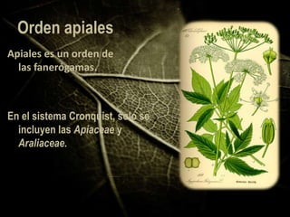 sistema de cronquist | PPTX