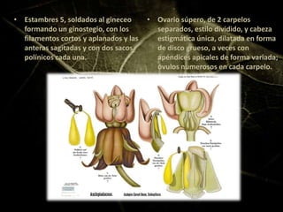 sistema de cronquist | PPTX
