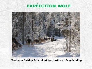 EXPÉDITION WOLF
Traineau à chien Tremblant Laurentides - Dogsledding
EXPÉDITION WOLF
 