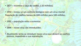 • 1877 – incentivo a caça do coelho. (-20 milhões).
• 1950 – iniciou-se um controle biológico com um vírus mortal.
População de coelhos baixou de 600 milhões para 100 milhões.
• 1991 – população volta a aumentar.
• 1996 – novos vírus são introduzidos.
• Atualmente tenta-se introduzir novos vírus que deixem os coelhos
estéreis, impedindo a sua reprodução.
 