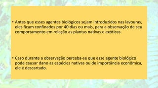 • Antes que esses agentes biológicos sejam introduzidos nas lavouras,
eles ficam confinados por 40 dias ou mais, para a observação de seu
comportamento em relação as plantas nativas e exóticas.
• Caso durante a observação perceba-se que esse agente biológico
pode causar dano as espécies nativas ou de importância econômica,
ele é descartado.
 